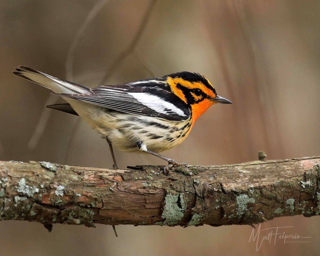 Warblers