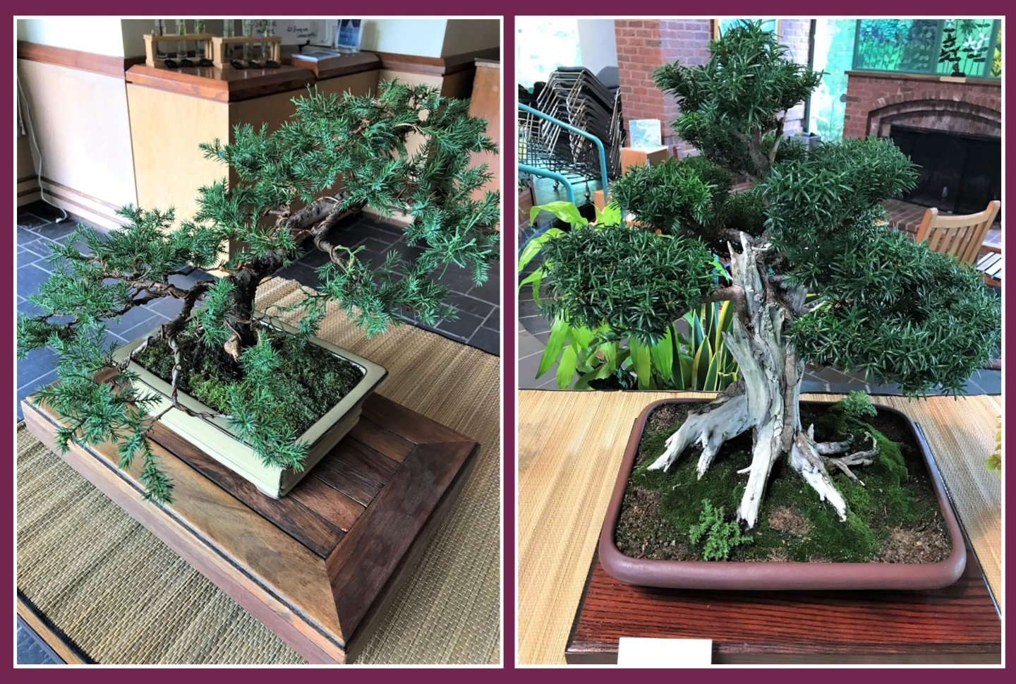 Bonsai Exhibit