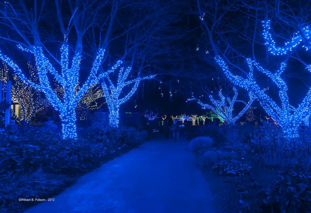 Winter Walk of Lights trees