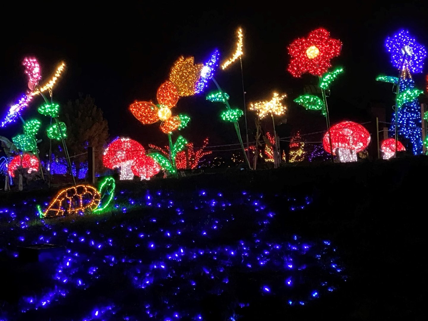 Winter Walk of Lights Bold Garden