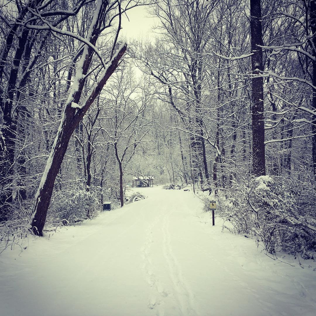 WINTER WILDLIFE