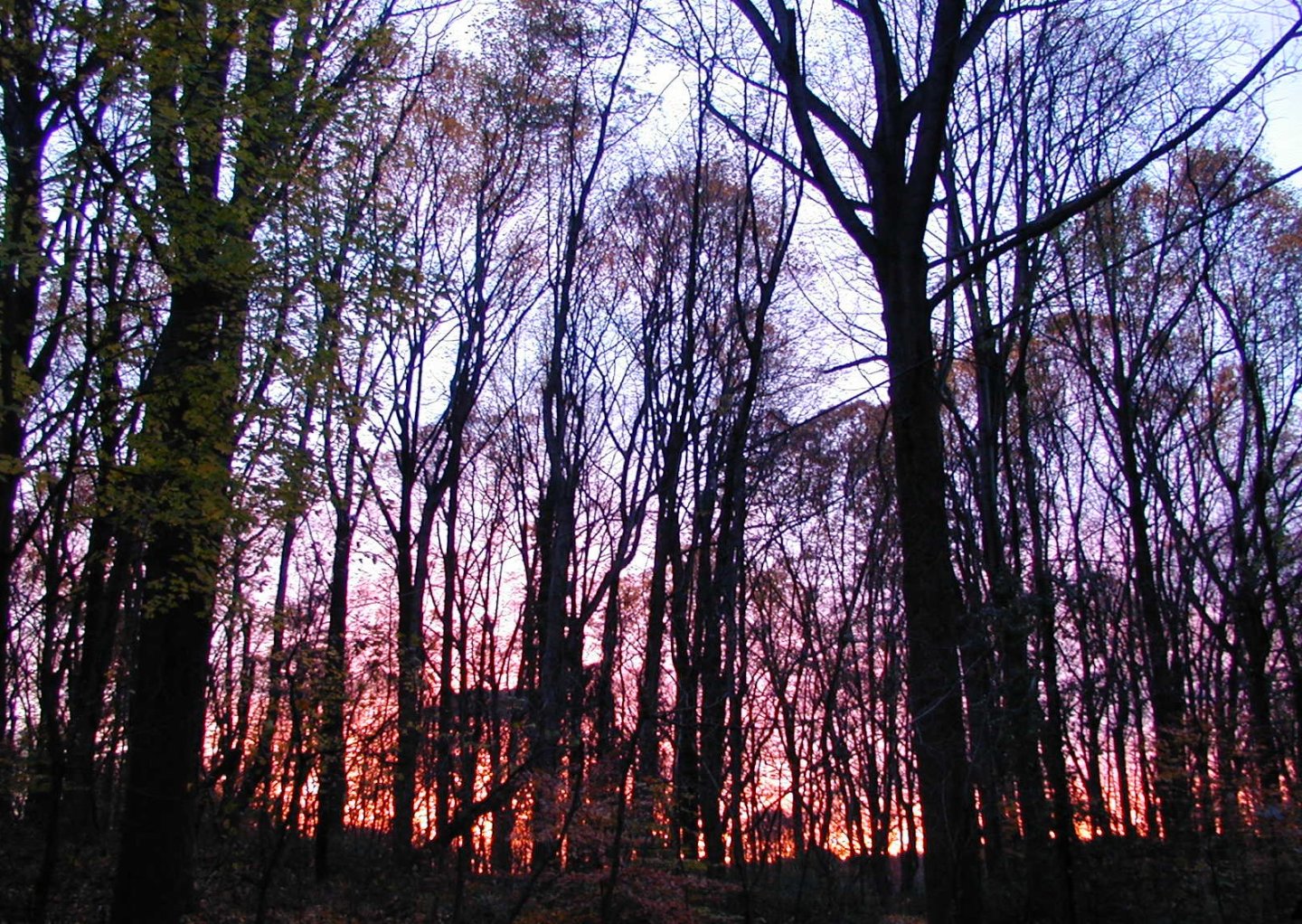 NIGHT HIKE AND CAMPFIRE:NOCTURNAL WILDLIFE
