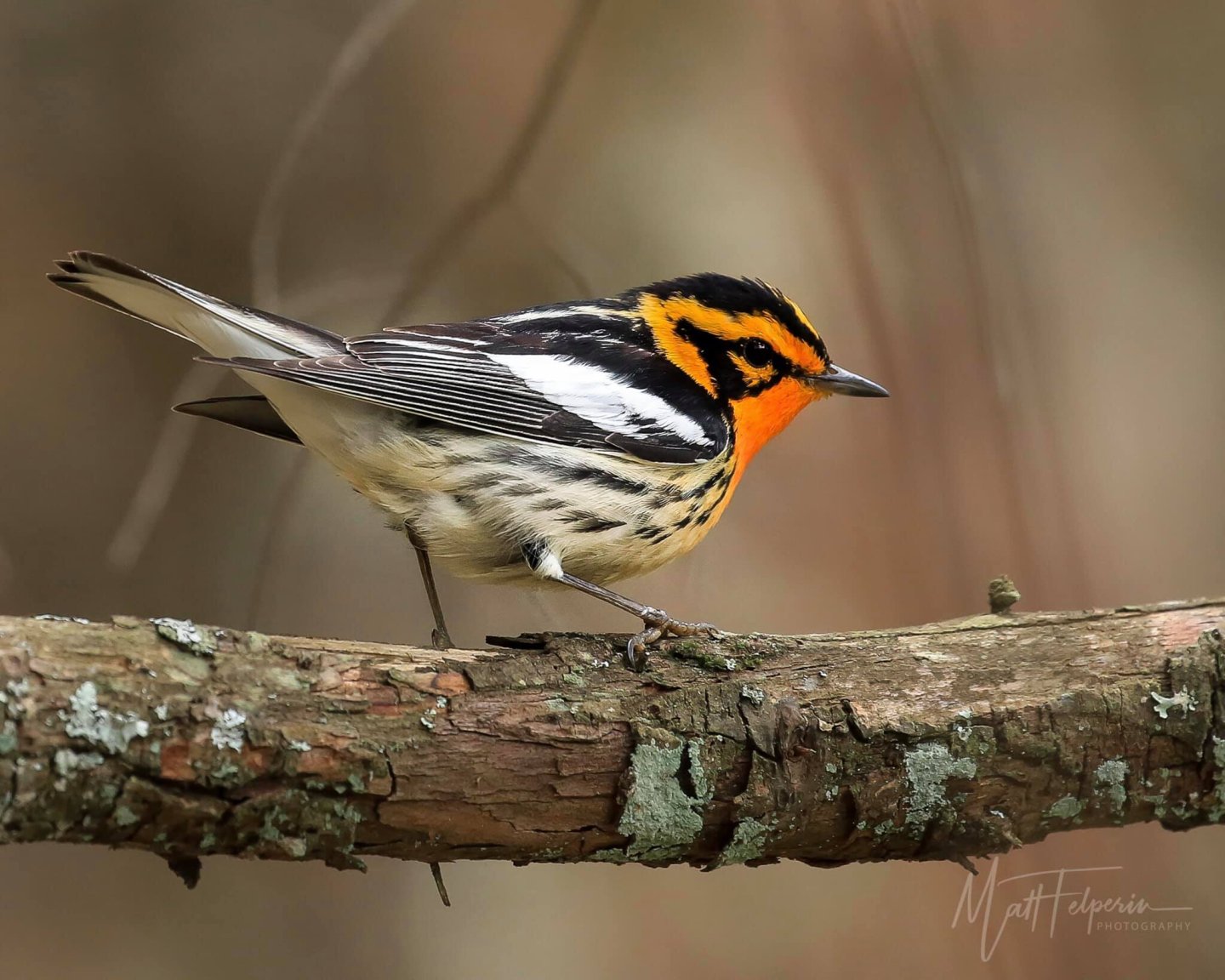 Black Burnian warbler