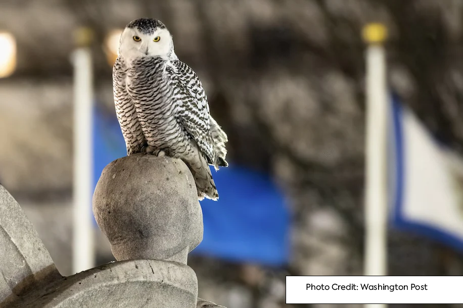 Snowy owl