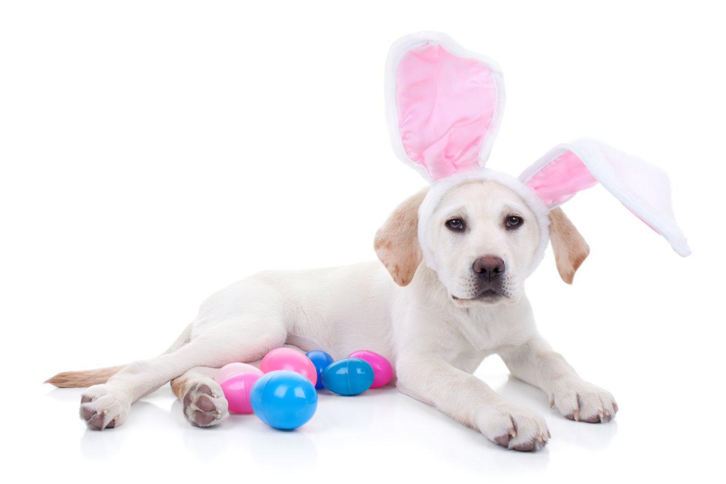 dog wearing bunny ears