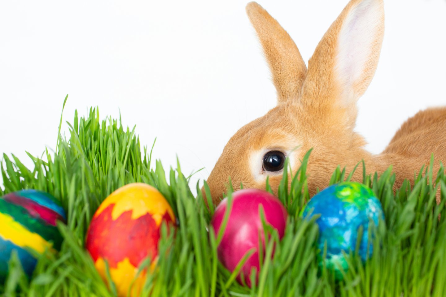 Bunny with Easter Eggs