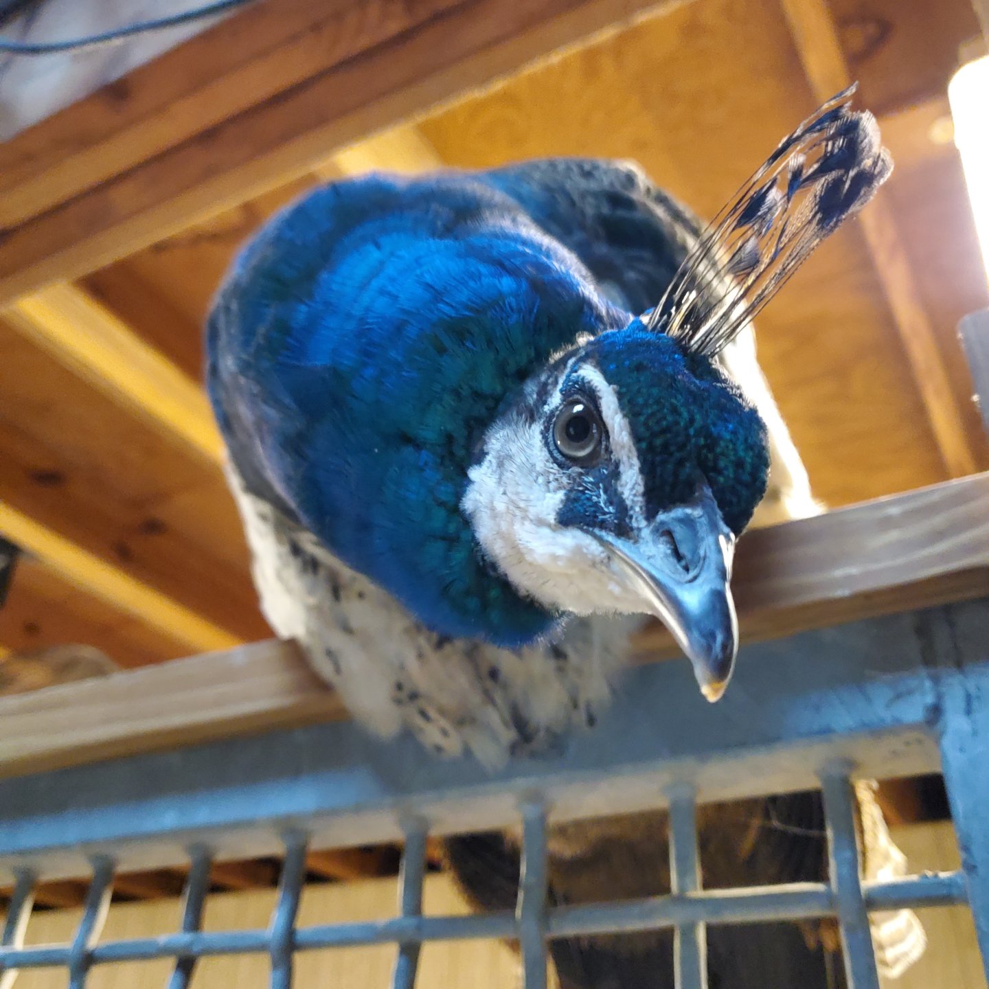 a bright blue peacock perched above the photographer peers down with his head cocked to one side