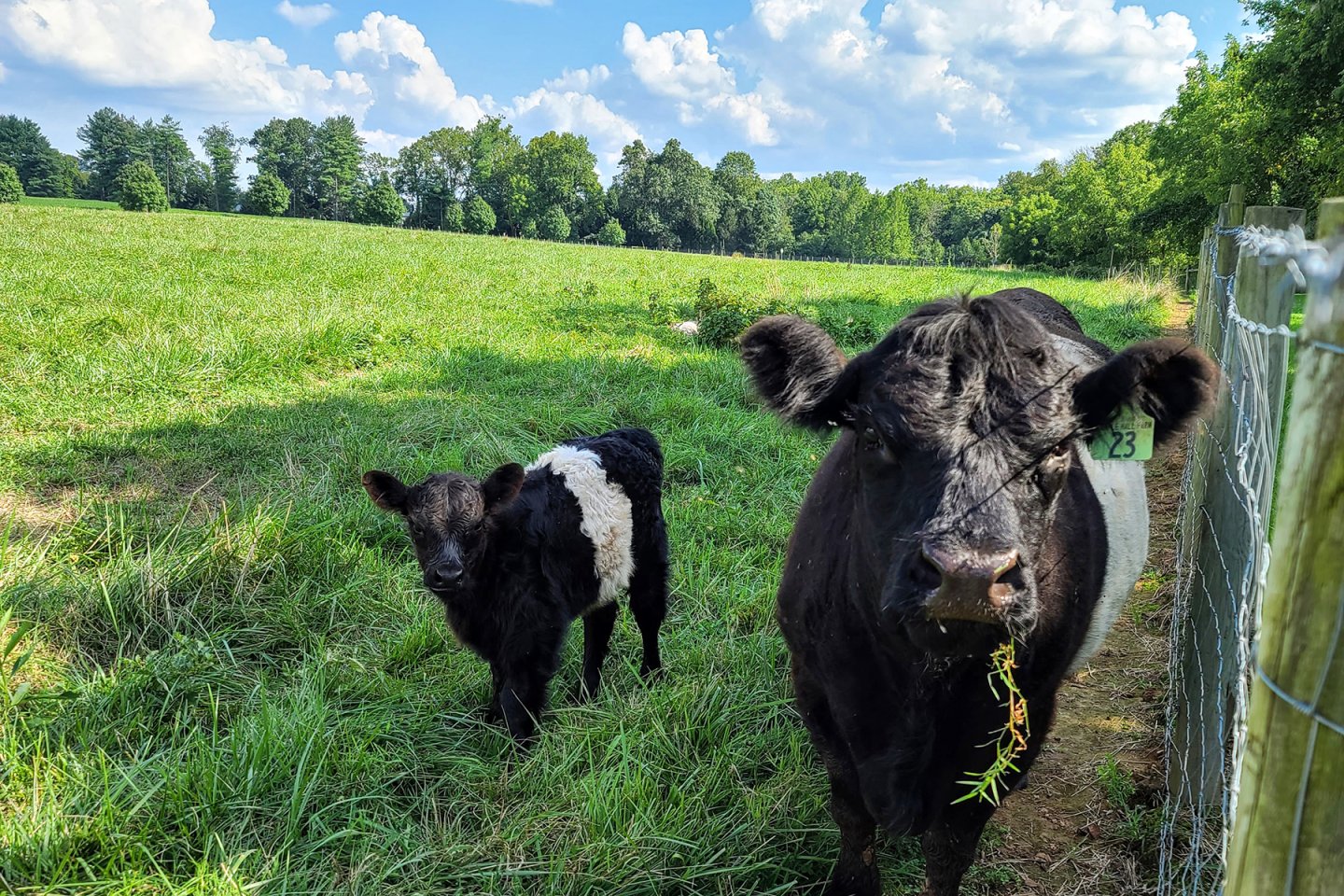 Cows in green field