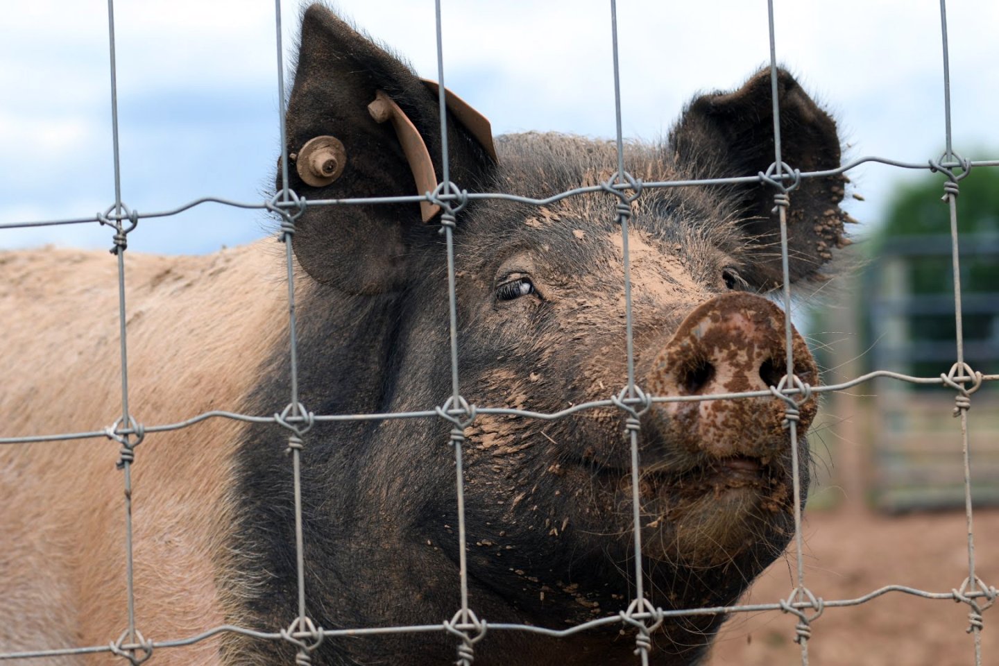 Pig behind fence