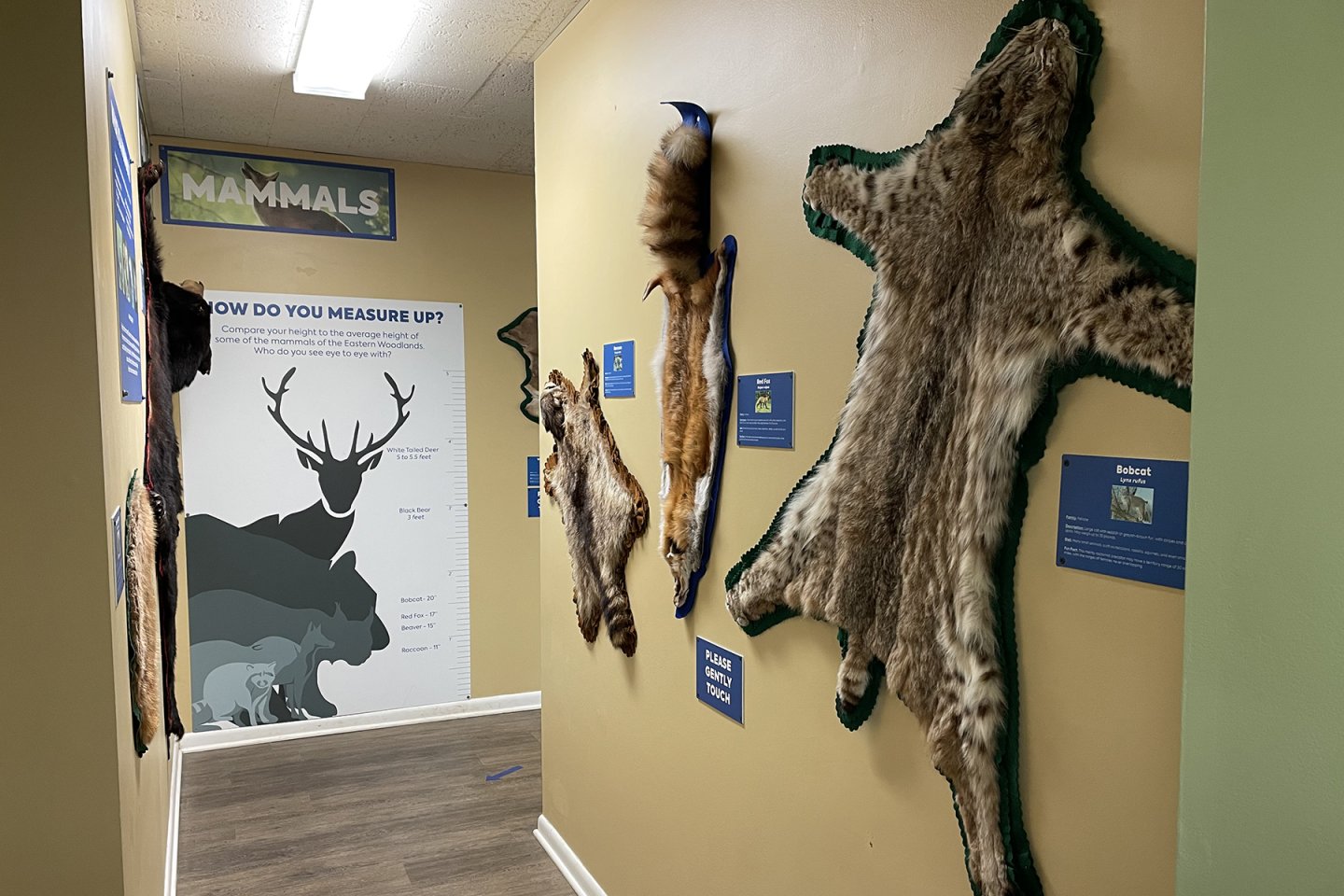 Mammal exhibit with animal skins on the walls at nature center at Potomac Overlook