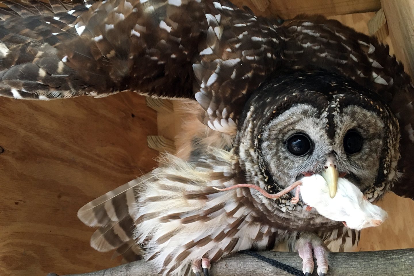 Owl eating a mouse
