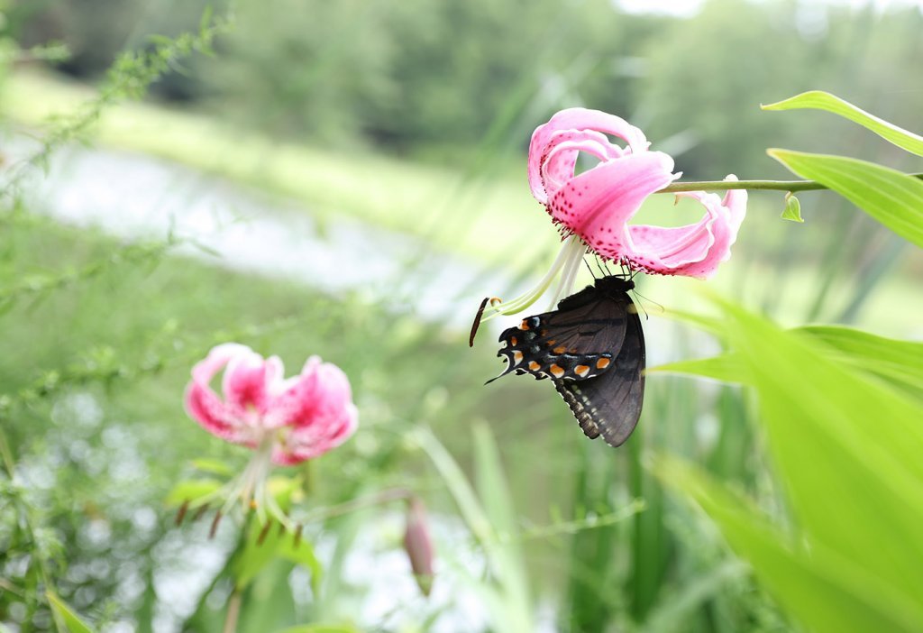 Butterfly on pink flower