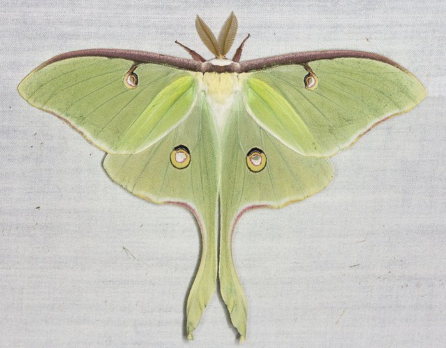 luna moth