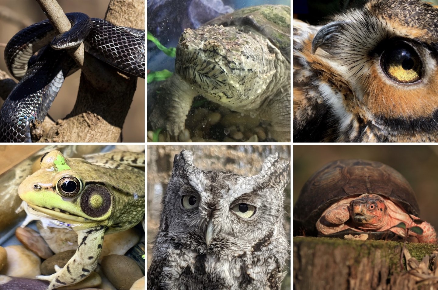 Adopt and animal images snake turtle hawk frog owl turtle