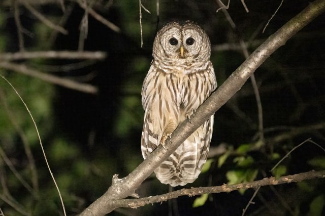 Barred Owl