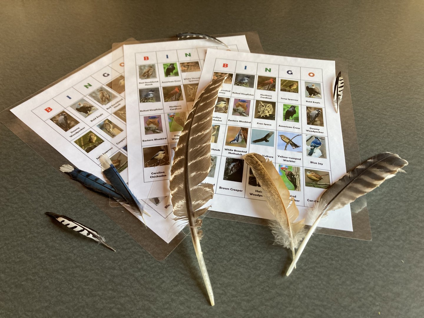 Birding BINGO