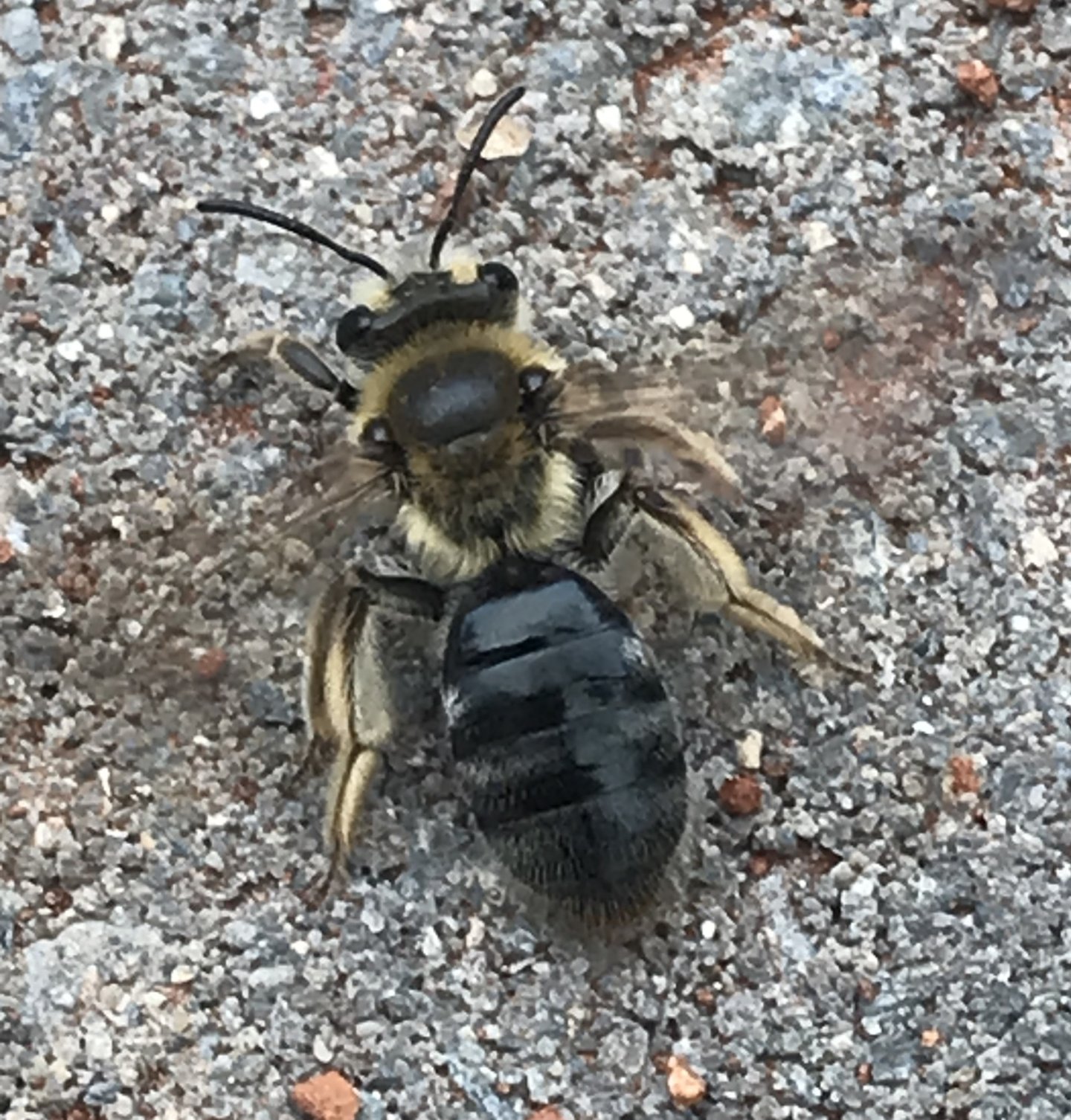 Bee