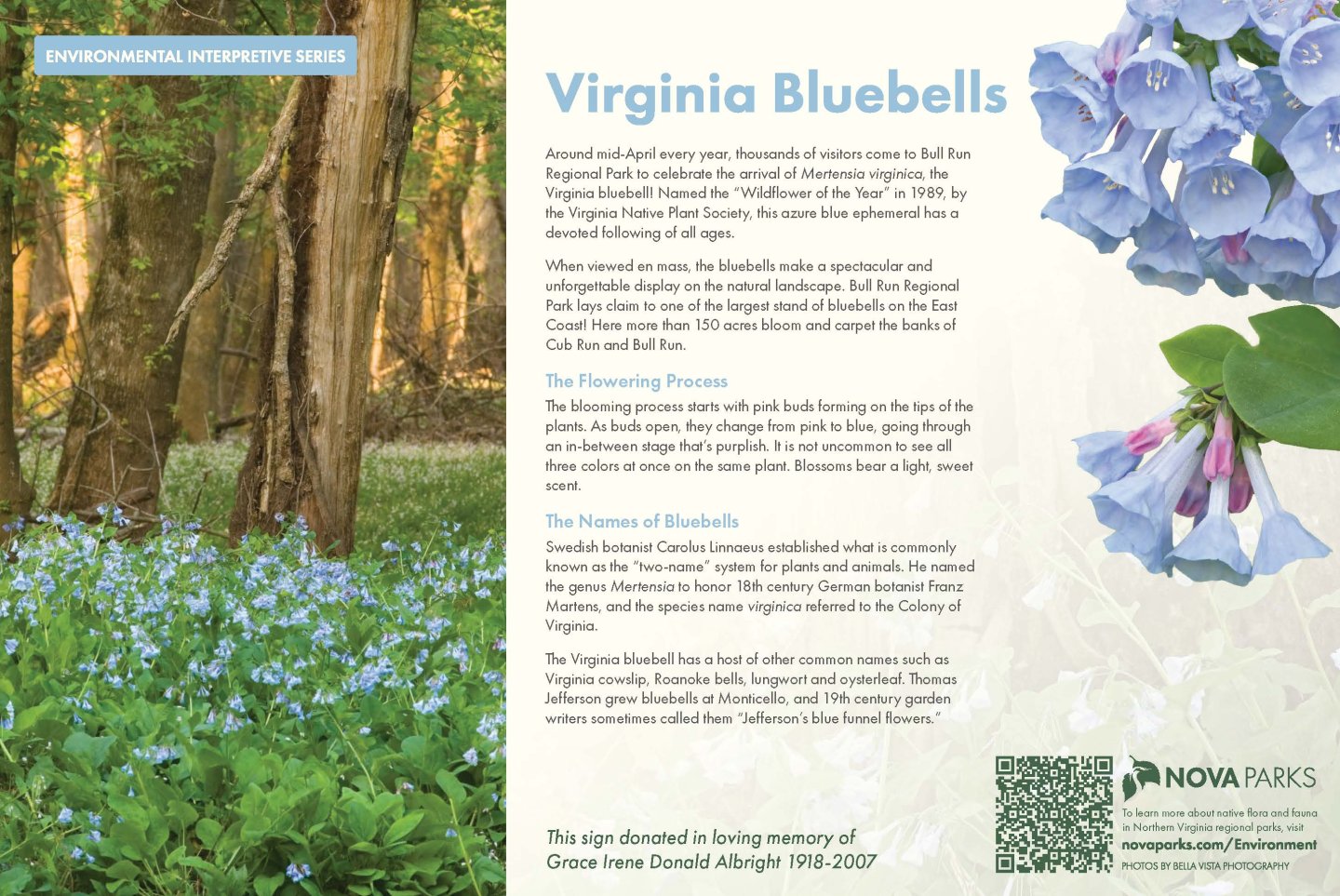 sign describing Virginia bluebells at Bull Run Regional Park with photo of bluebells in bloom along the Blue Bell Trail.