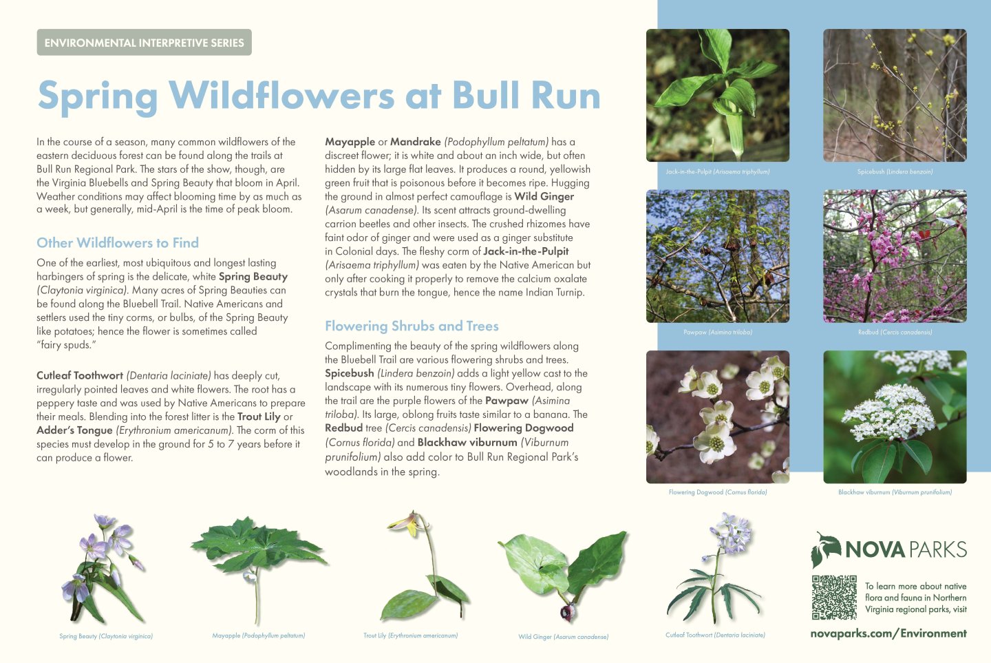 sign describing the spring wildflowers at bull run regional park with photos of the wildflowers