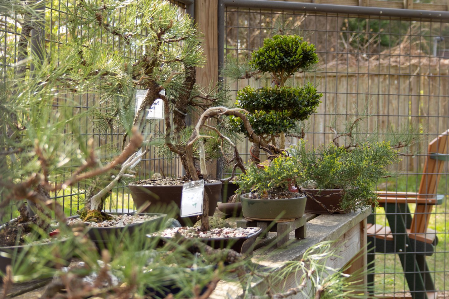 Bonsai pavilion at Meadowlark Botanical Gardens