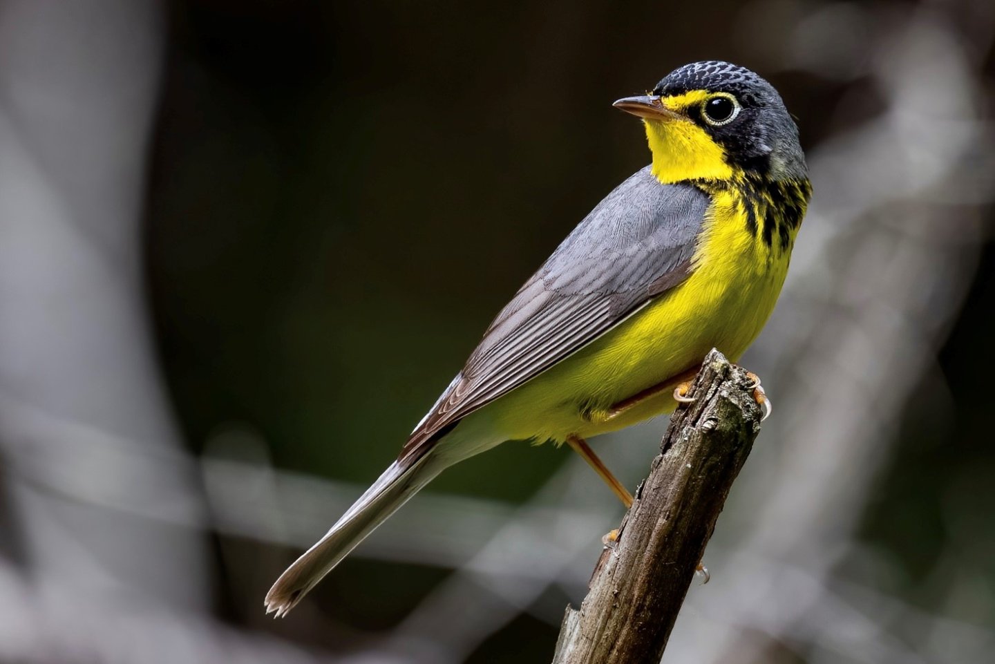 Canada Warbler Matt Felperin