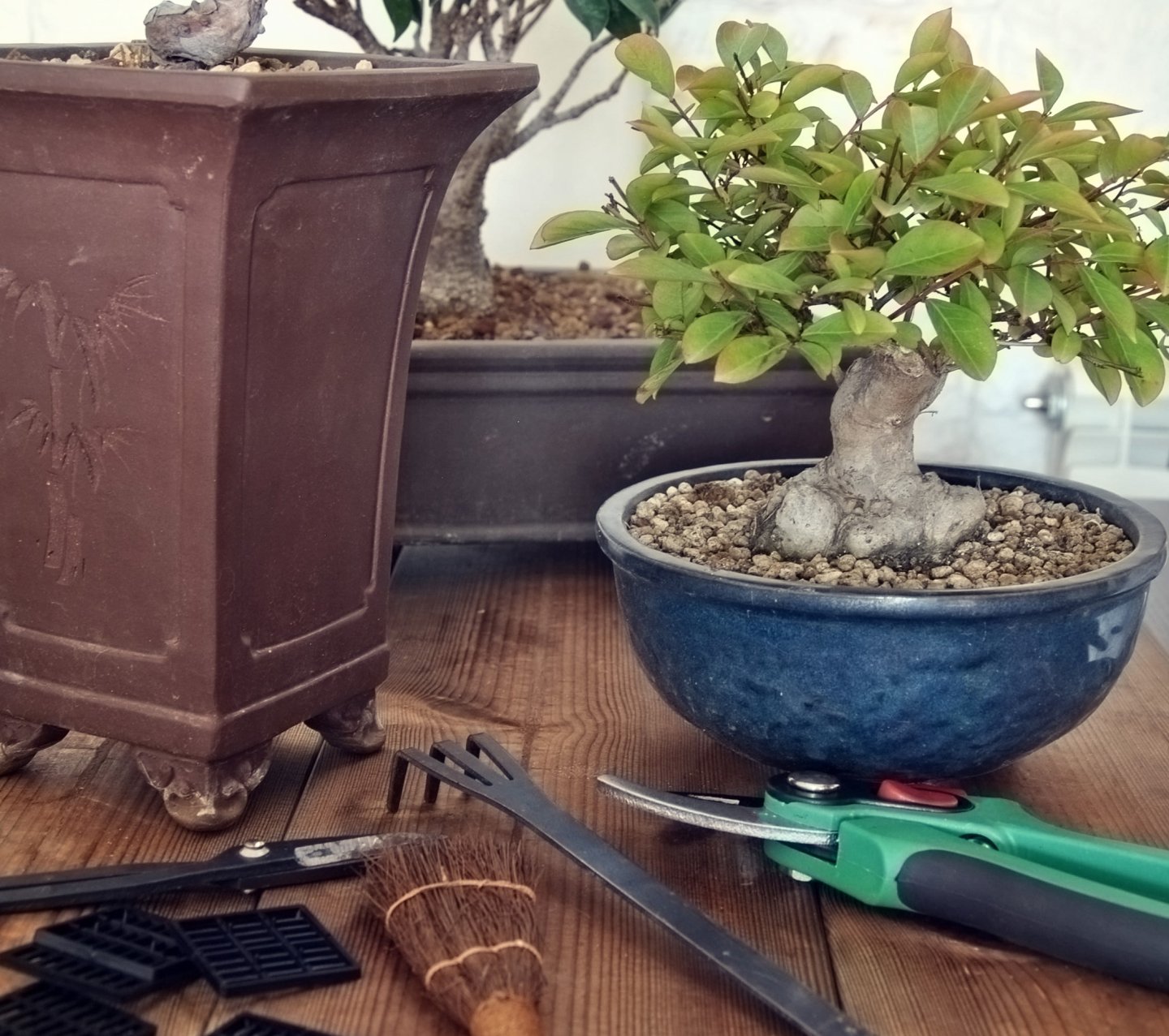 bonsai and tools