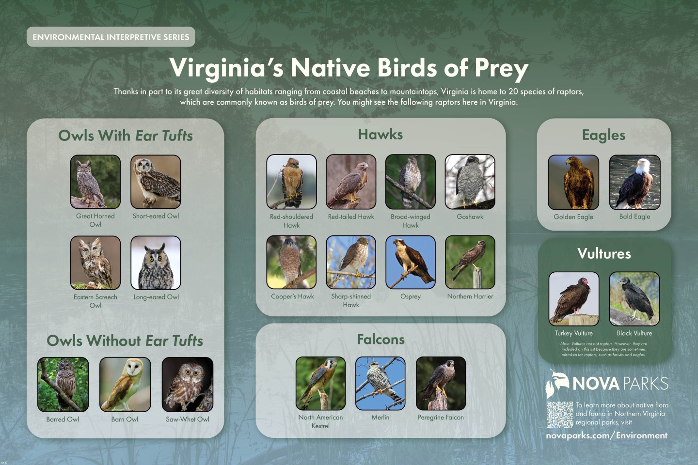 Virginia's Native Birds of Prey