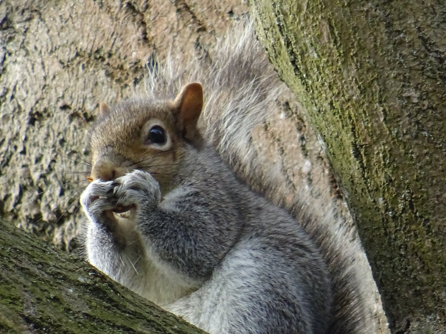 Squirrel