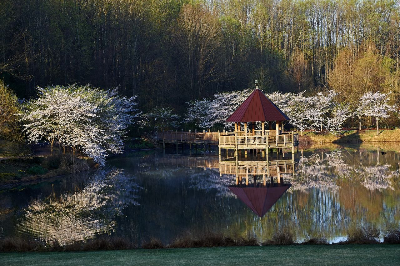 LAKE CAROLINE GAZEBO WITH FLOWERING CHERRIES.