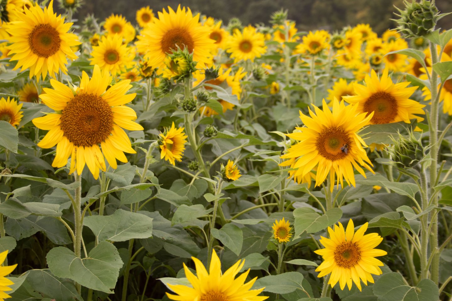 Sunflower field