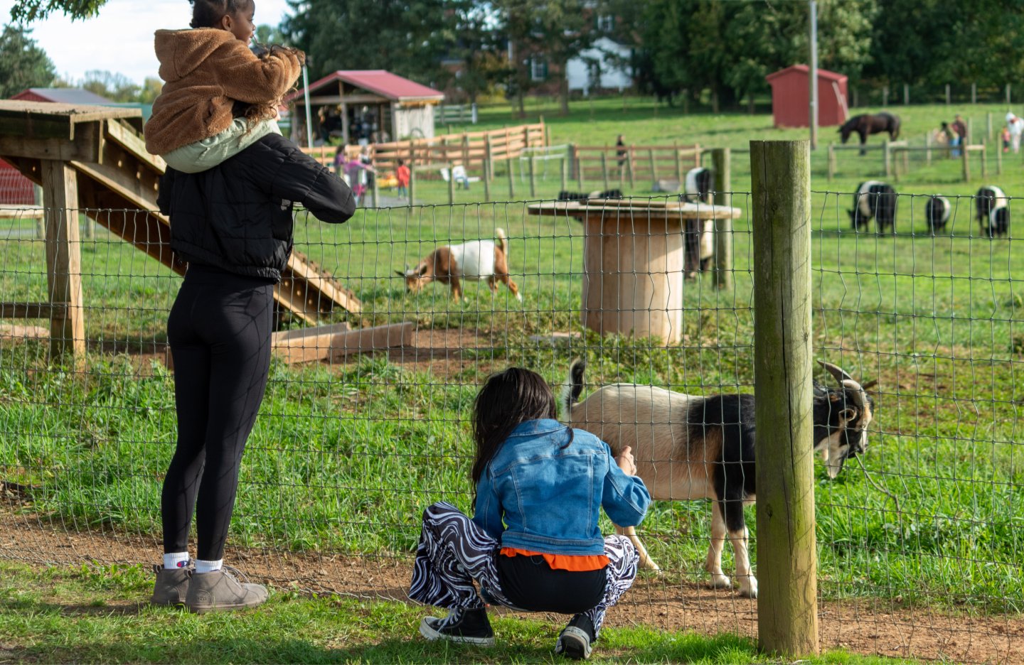 Kids watching goats
