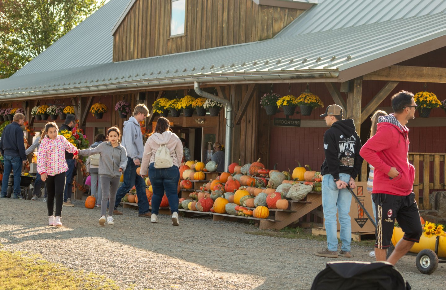 People picking pumpkins