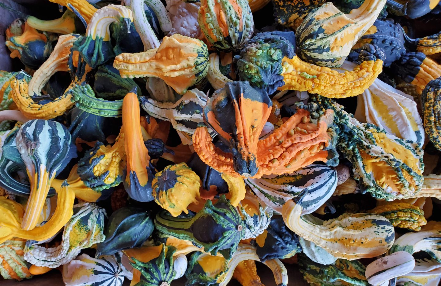 Gourds in a pile