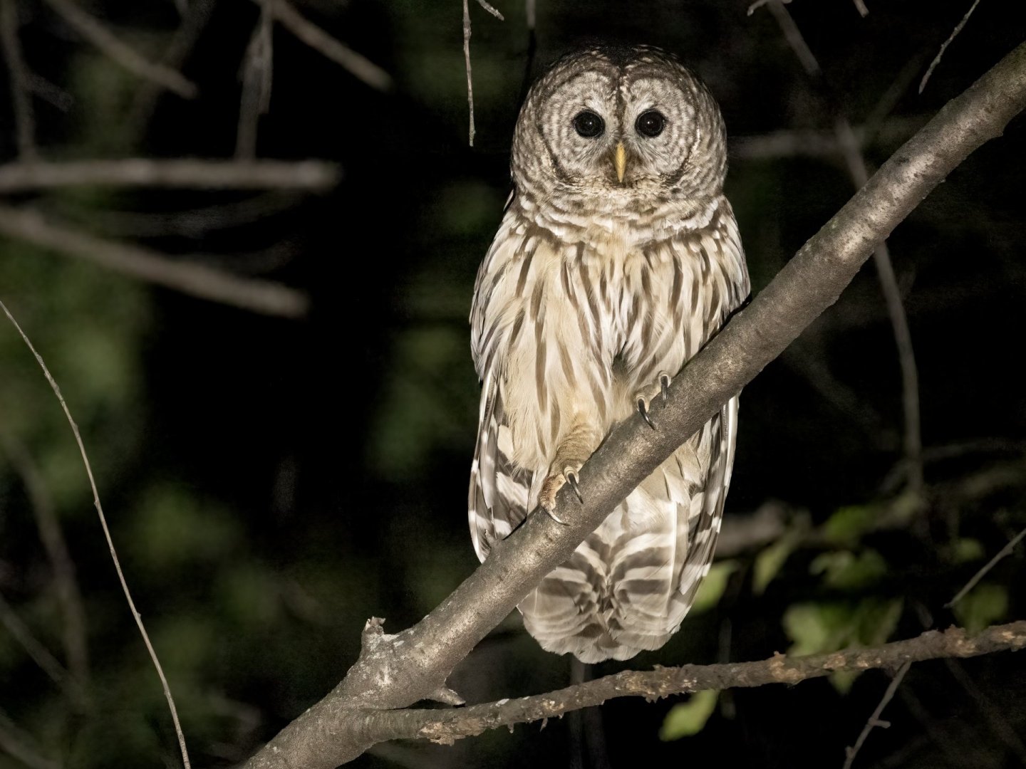 an owl on a tree limb at night