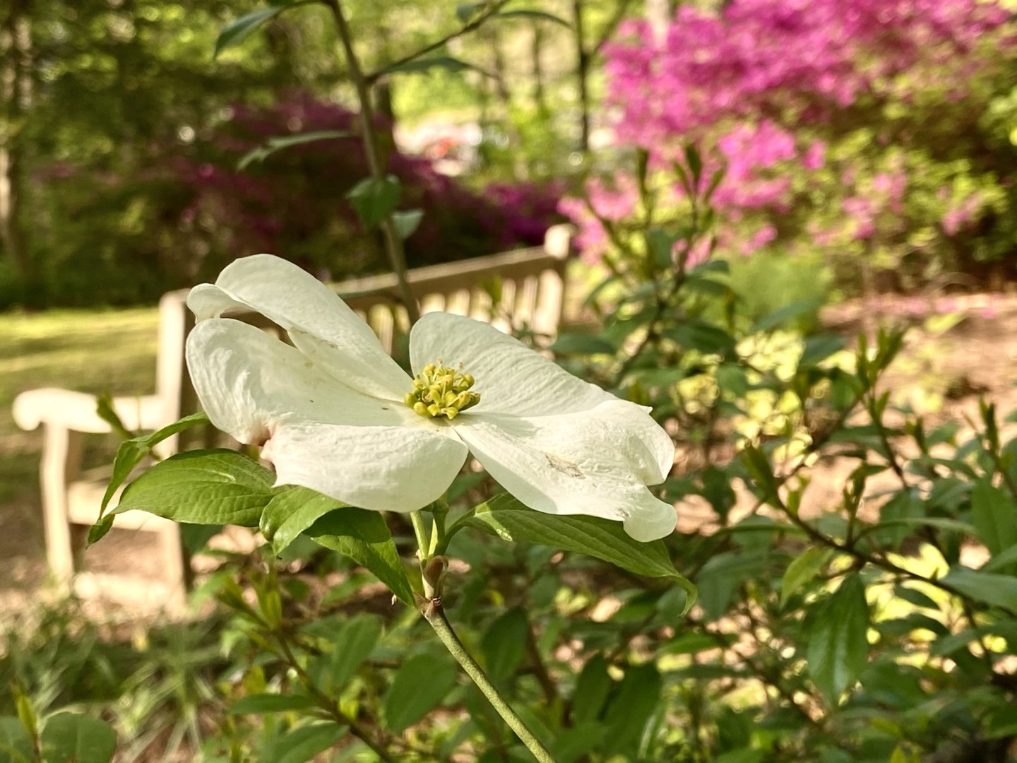 dogwood blossom and azaleas