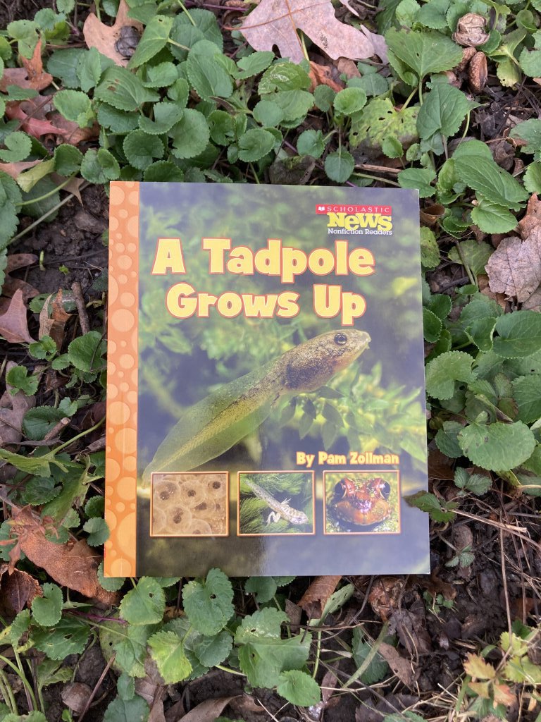 The book A Tadpole Grows Up laying in a bed of grass