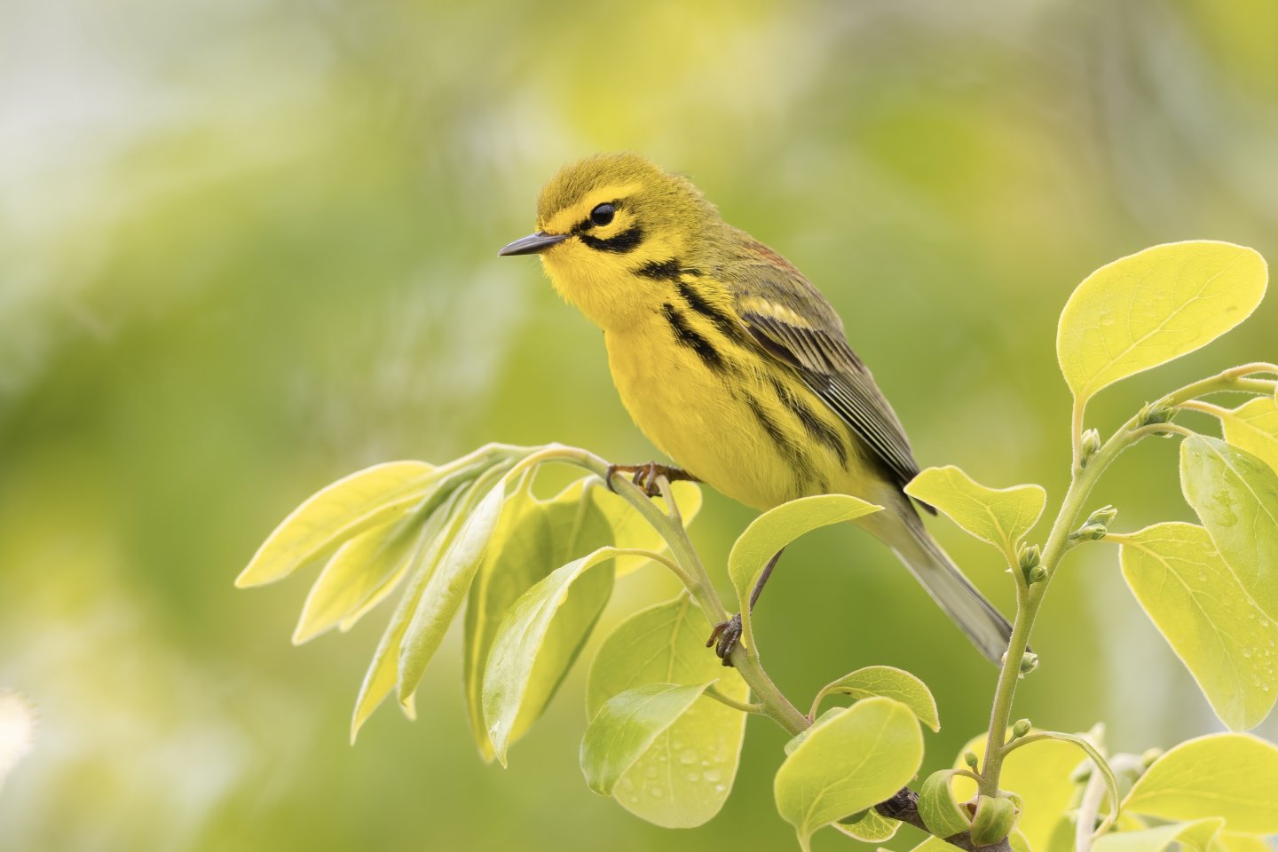 Prairie Warbler