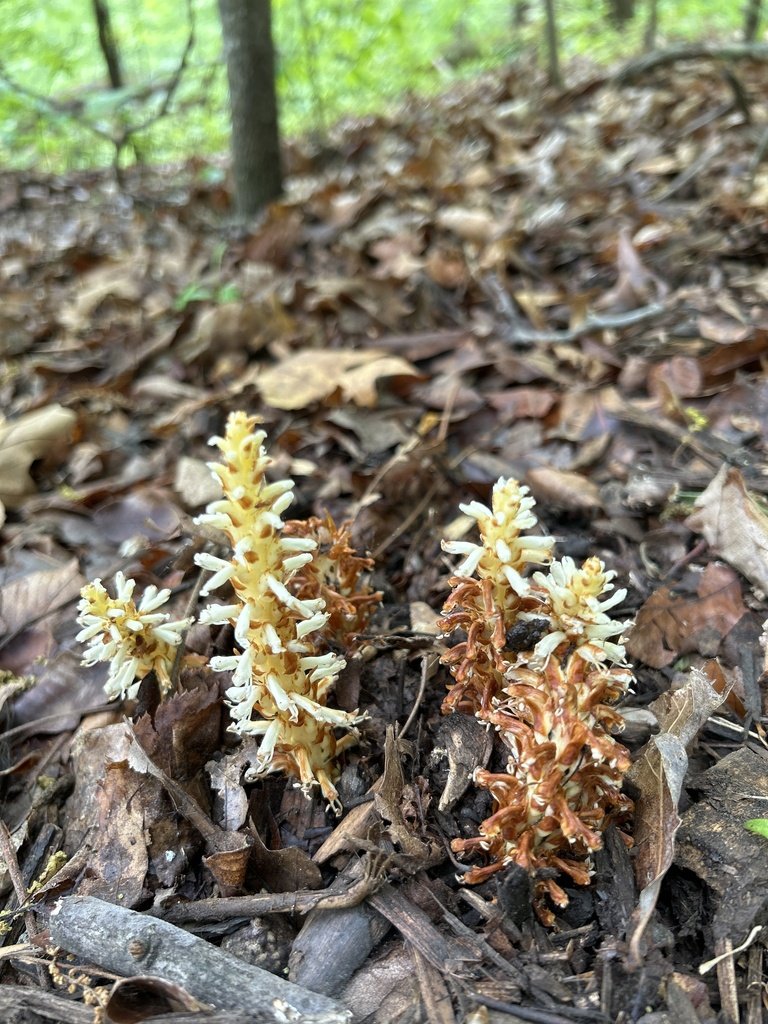 American Cancer-Root observed at Ball's Bluff Battlefield Regional Park by margdenn on April 28, 2024