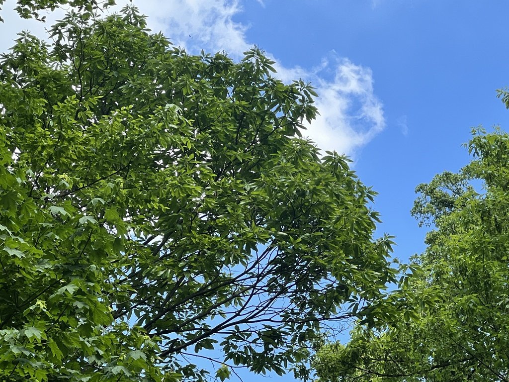 American Chestnut observed at Potomac Overlook Regional Park by mattyfelp on April 29, 2024