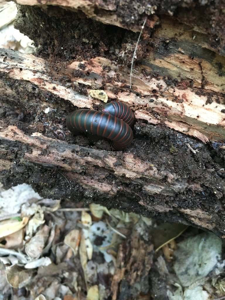 American Giant Millipede observed at Potomac Overlook Regional Park by htbolton on April 27, 2024