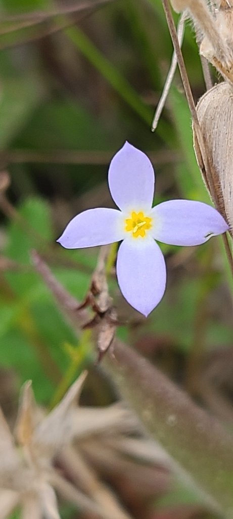 Azure Bluet observed at Occoquan Regional Park by ing_squared on April 27, 204