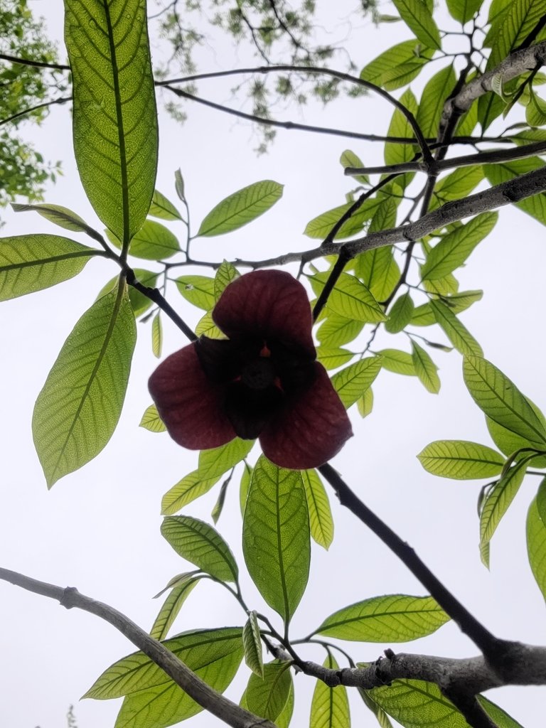 Common Pawpaw observed at Occoquan Regional Park by ing_squared on April 27, 2024