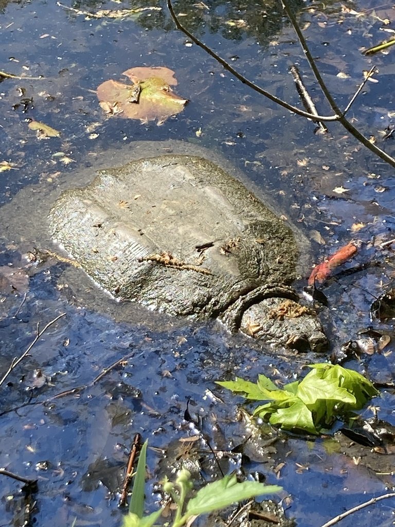 Common Snapping Turtle observed at Winkler Botanical Preserve by soupiefick on April 29, 2024