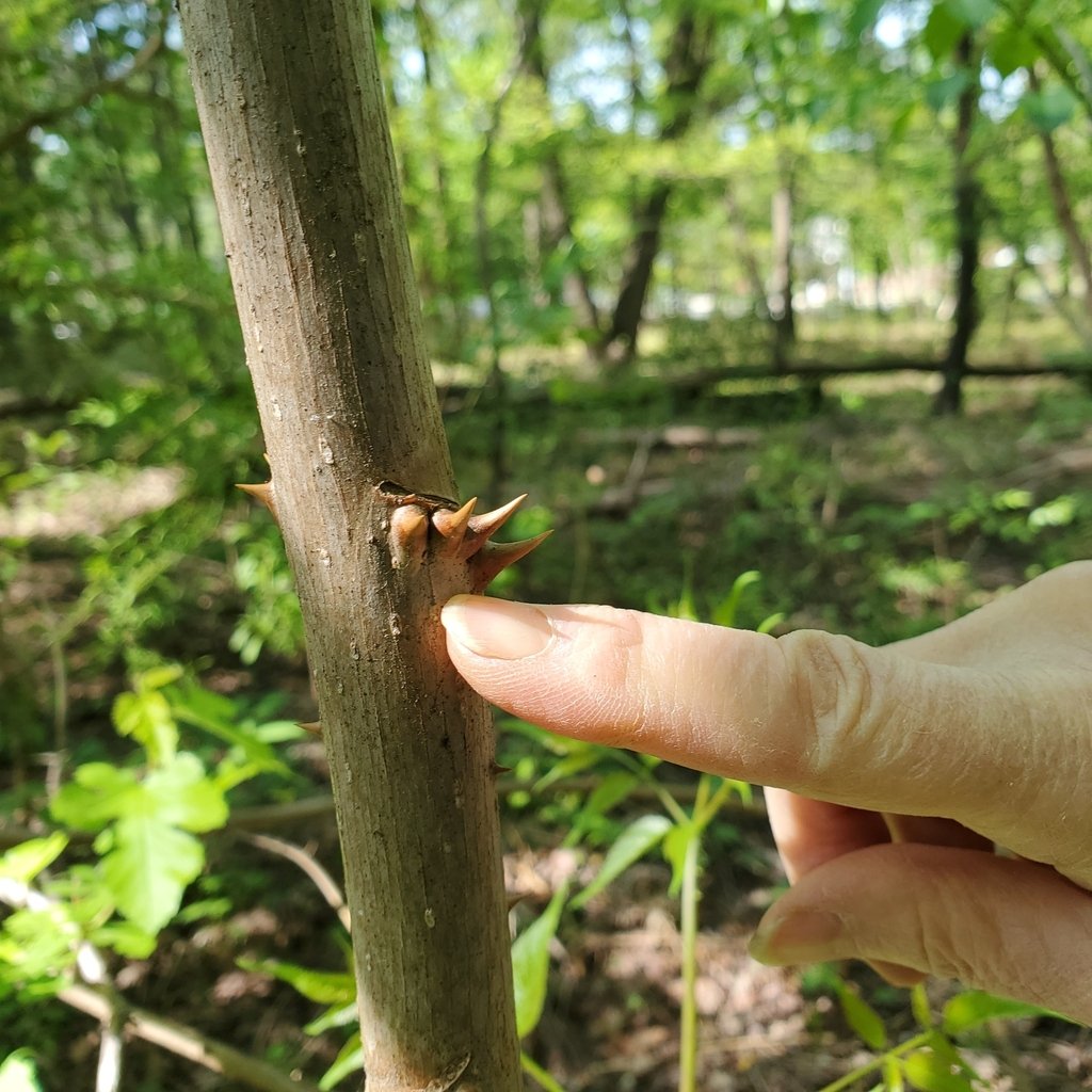 Devil's Walkingstick observed at Upton Hill Regional Park by jillbarker on April 26, 2024