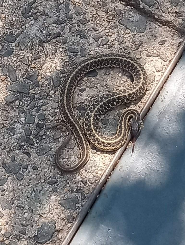 Eastern Gartersnake observed at Meadowlark Botanical Gardens by kpwest on April 29, 2024