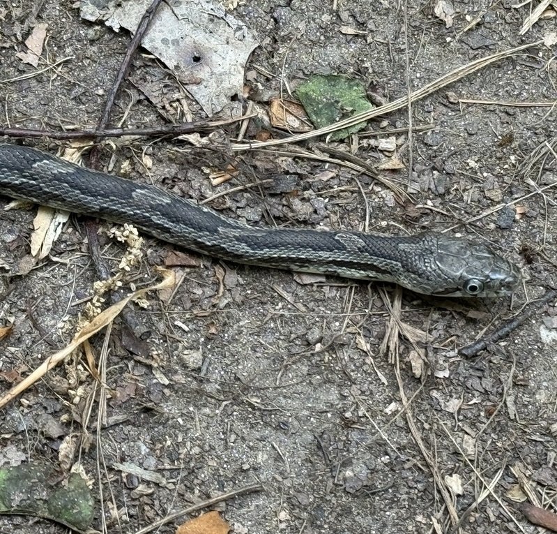 Eastern Gray Ratsnake Complex observed at Potomac Overlook Regional Park by arlingtonann on April 26, 2024