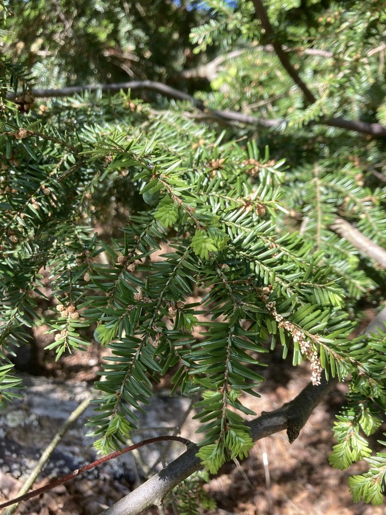 Eastern Hemlock observed at Winkler Botanical Preserve by soupiefick on April 29, 2024