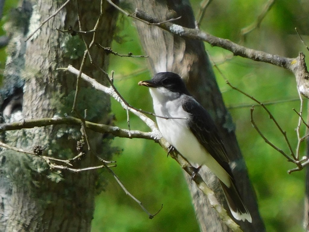 Eastern Kingbird observed at Meadowlark Botanical Gardens by pelican72 on April 26, 2024