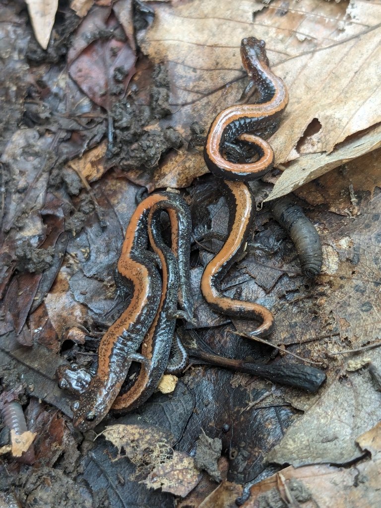 Eastern Red-backed Salamander observed at Ball's Bluff Battlefield Regional Park on April 27, 2024