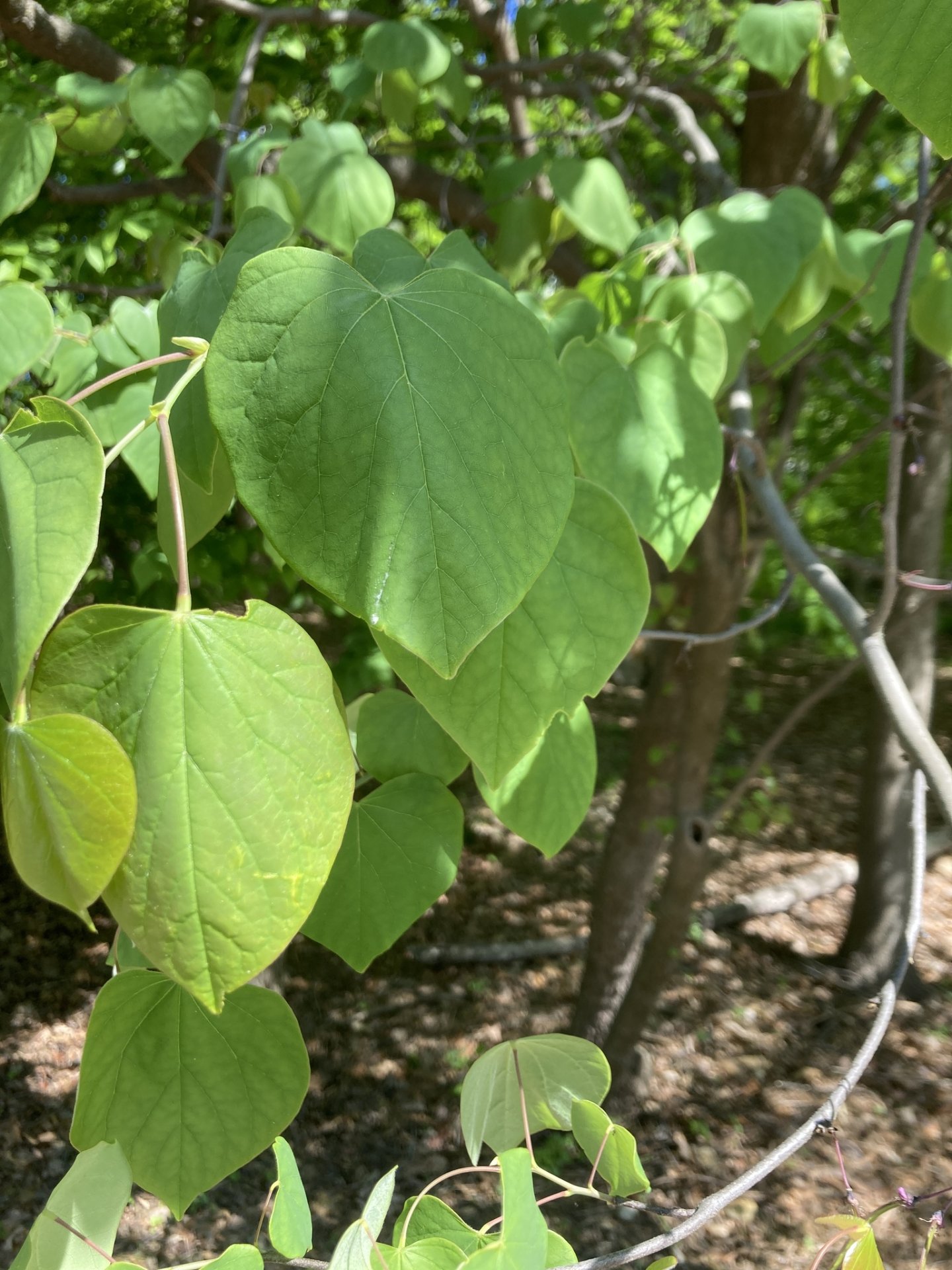 Eastern Redbud observed at Winkler Botanical Preserve by soupiefick on April 29, 2024